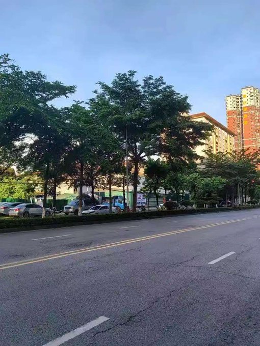 A street view of a tree-lined road with apartment buildings and parked cars in the background under a clear sky.