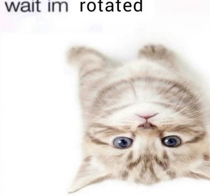 An upside-down kitten with blue eyes peering upward, captioned with the text 'wait im rotated'.