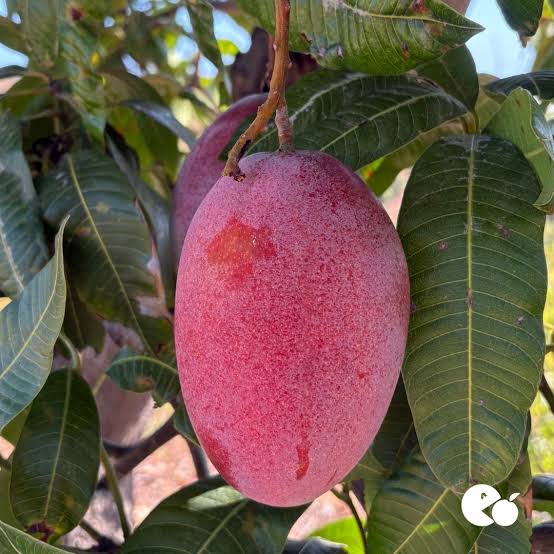 The image features a large, ripe mango hanging from a tree branch. The mango has a reddish-pink hue and appears to be fully ripe. It's surrounded by green leaves that provide a natural backdrop for this vibrant fruit. In the background of the image, there is text that reads "Good Morning, X Family. The future of finance is being shaped by projects that focus on transparency, efficiency, and real-world utility". This text seems to be related to the mango in some way or another, possibly indicating a connection between the fruit's growth process and the financial world.