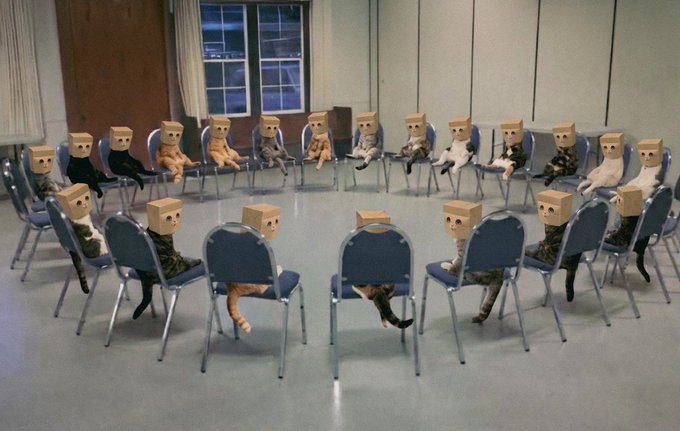 A surreal photograph of multiple cats sitting upright on blue chairs arranged in a circle, each wearing a plain cardboard box on its head.