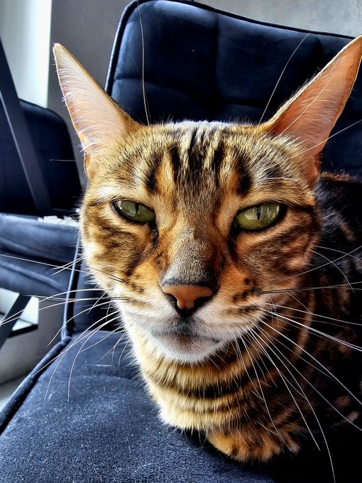 A close-up portrait of a Bengal cat with striking green eyes and spotted fur sitting in a chair.