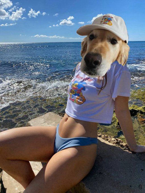 A golden retriever wearing a white cap and t-shirt poses on rocks by the ocean, humorously photoshopped to appear as a person in swimwear. The meme plays on the crypto post about $BITCOIN and #HarryPotterObamaSonic10Inu, suggesting that "zero ego" meme coins can "fix" the absurd juxtaposition of a dog dressed as a human beachgoer.