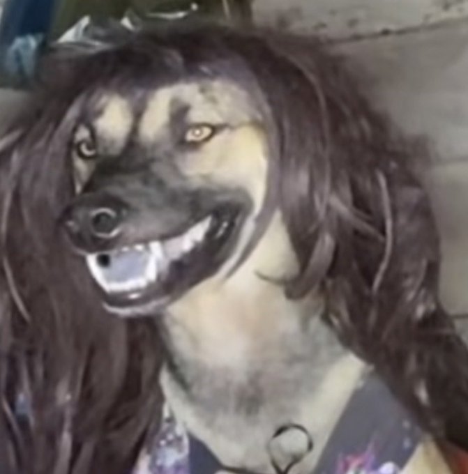 A close-up photo of a dog wearing a long dark wig, showing its teeth in what appears to be a smile.
