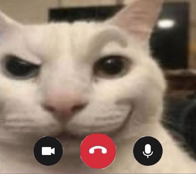 A close-up screenshot of a video call featuring a white cat with a slightly smug expression, displaying video call control buttons (camera, end call, microphone) at the bottom.