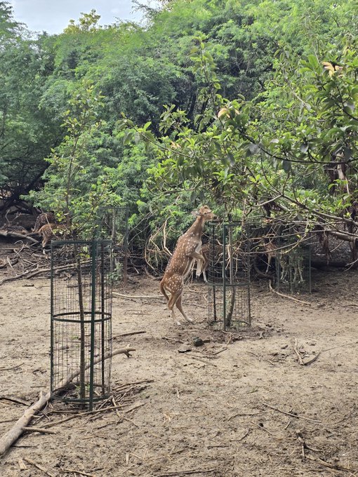 A giraffe reaching up on its hind legs to browse leaves from a tree in a muddy enclosure, with two protective metal tree guards visible and another giraffe in the background.