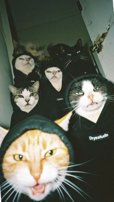 A group of cats wearing black hoodies look directly at the camera; one hoodie is labeled 'Drysstudio' and another 'Drys'.