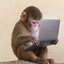 A small monkey sits against a plain wall while using a laptop computer.