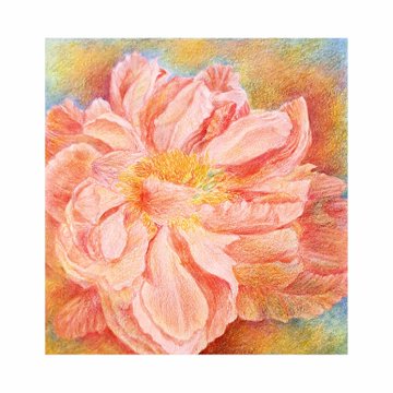 A colored pencil drawing of a blooming pink peony flower with yellow stamens, rendered in soft pastel tones against a colorful, blurred background.
