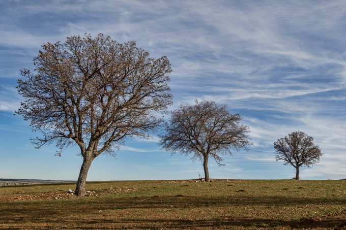 Three large, bare trees stand in a grassy field under a bright blue sky with wispy clouds.