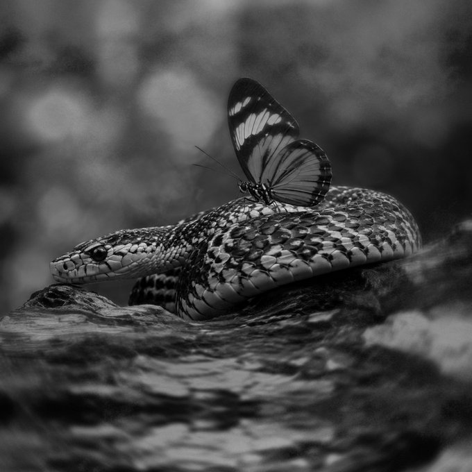 A black-and-white photograph showing a butterfly with patterned wings resting on the coiled body of a snake, which lies on a textured wooden surface.