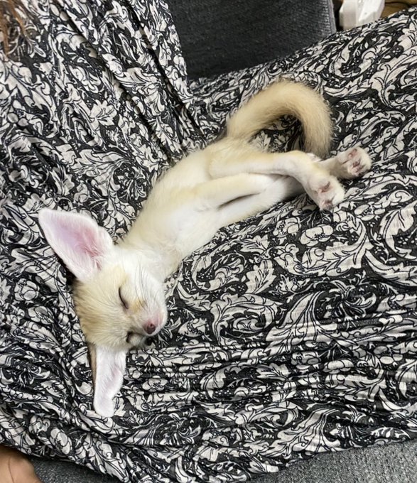 A small cream-colored puppy sleeping on its back with paws up on a black and white paisley patterned blanket.