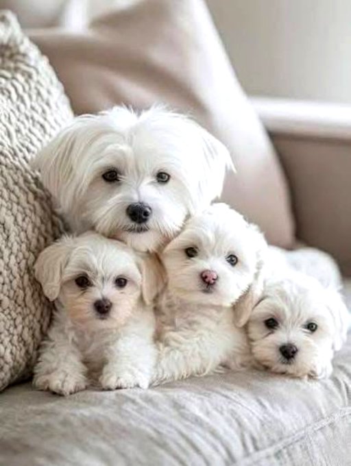 A sweet portrait of four fluffy white puppies, possibly Maltises, huddled together on a light-colored textured blanket against a beige pillow.