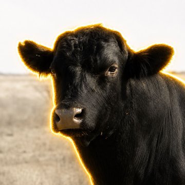 A close-up photo of a black cow or bull with a glowing orange outline, set against a dry field background.