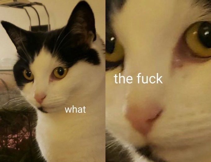 A meme featuring a black and white cat in two panels, with the left showing the cat looking surprised with the caption 'what' and the right showing an extreme close-up of its eyes captioned 'the fuck'.