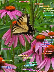 A yellow and black swallowtail butterfly rests on a pink coneflower (Echinacea) in a garden, with some digital glitch effects visible on the image.