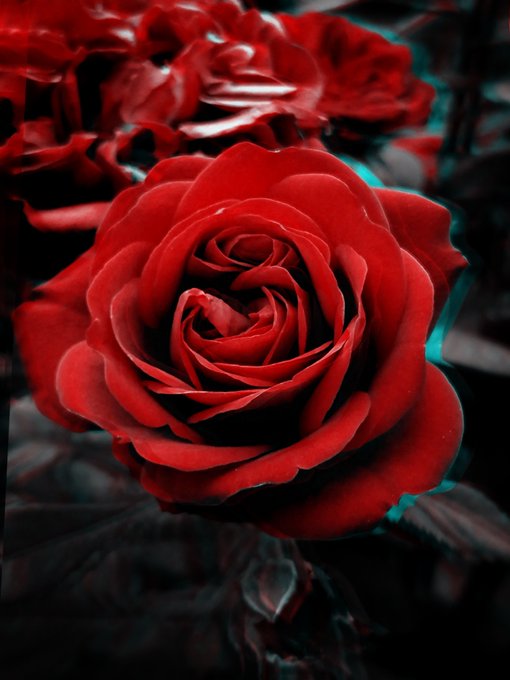 A close-up photograph of a deep red rose in full bloom, surrounded by darker red roses and leaves with teal accents in the background.
