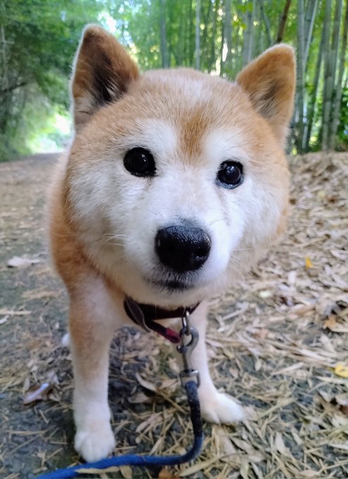 A curious Shiba Inu with a red collar gazes directly at the camera during a morning walk on a leaf-strewn forest path. The pup's bright expression perfectly matches the cheerful "Good morning, woof!" greeting from the #ShibaInu post.