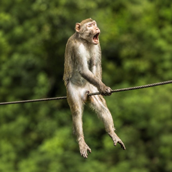 A photograph of a monkey sitting on a wire or rope with its mouth open wide, set against a blurred green forest background.