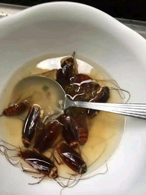 A white bowl filled with water and numerous dead cockroaches, with a metal spoon resting inside, suggesting the insects are being prepared as food.