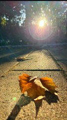 An autumn leaf rests on an asphalt path in the foreground, with sunlight streaming through trees in the background of this warm, golden-toned photograph.