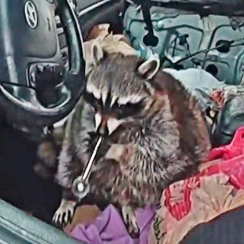 A raccoon sitting inside a vehicle near the steering wheel, holding a screwdriver in its mouth among some fabric.
