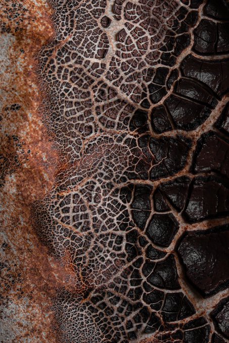 A close-up macro photograph showing an intricate mesh-like veined pattern in rust orange and dark brown tones, resembling dried organic textures or mineral formations.