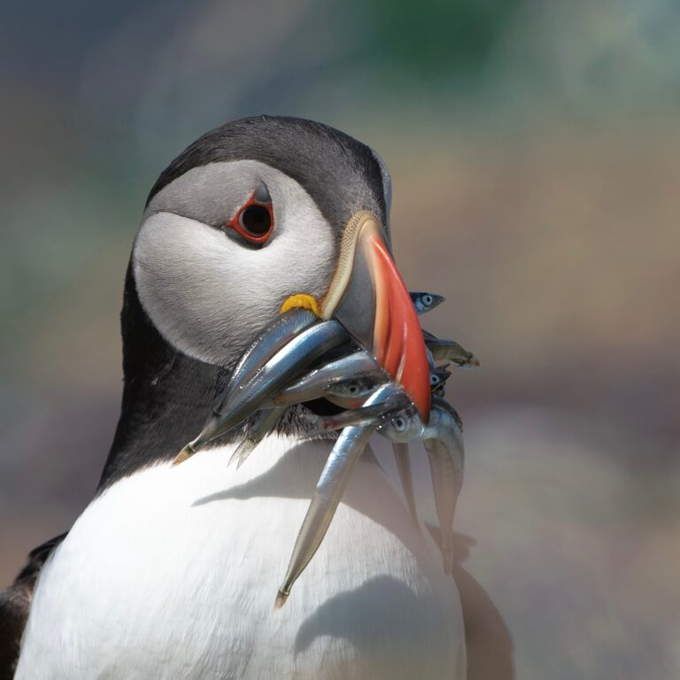 An Atlantic puffin clutches a beakful of small silver fish, its colorful orange beak and striking markings highlighted in a close-up portrait. The image perfectly illustrates the post's point about puffins being endearing foodies, showcasing their signature catch of the day in a way that would translate well to cute NFT artwork.