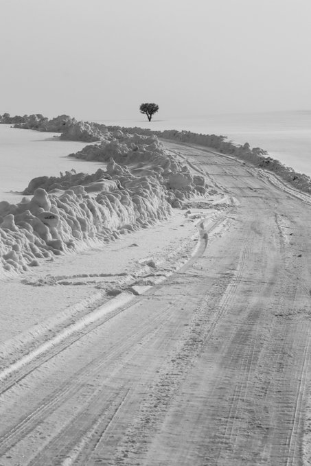 A stark black and white photograph of a snowy path bordered by snow-covered bushes, leading toward a solitary tree in the distance.