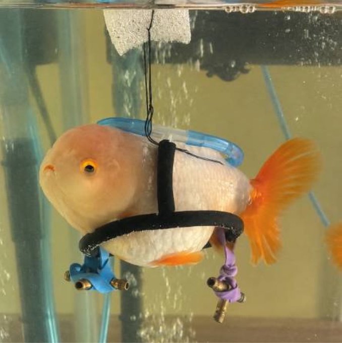 A goldfish wearing a tiny scuba harness with miniature oxygen tanks is suspended underwater, humorously outfitted like a diver. The image playfully mirrors the post's theme of an emerging token catching momentum, suggesting "MrSue" is "diving in" early while the opportunity is still surfacing.