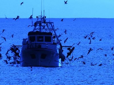 A fishing boat sits on calm blue water surrounded by a large flock of seagulls flying and floating around it.