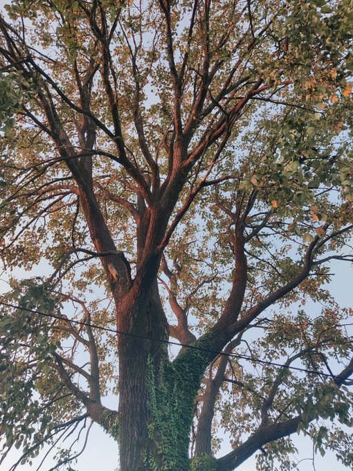 A large tree with sprawling branches and green foliage is shown against a pale sky, with ivy growing up its trunk.