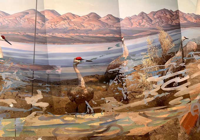 A museum diorama displaying sandhill crane taxidermy models (with characteristic red crowns) in a painted landscape setting with mountains, water, and dried vegetation, viewed through a slightly reflective glass case.