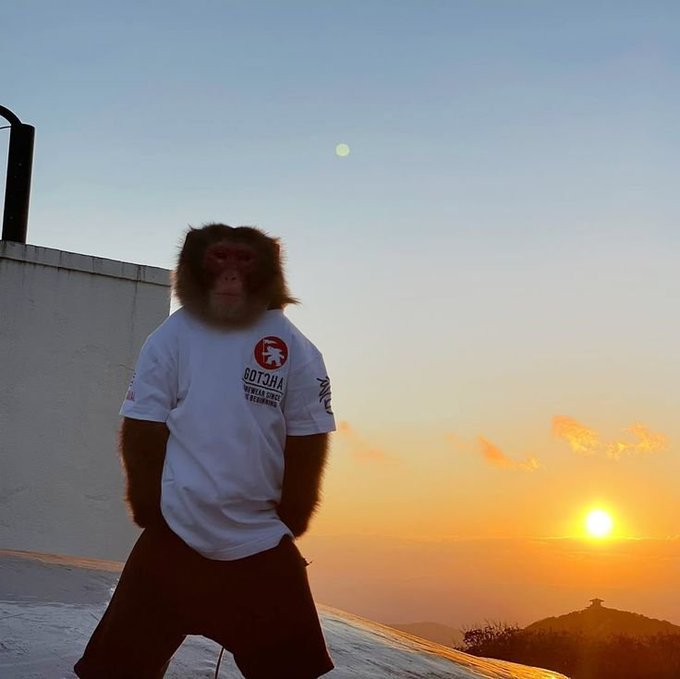 A monkey wearing a white t-shirt with 'BOT3HA' text and black shorts standing against a sunset/sunrise sky with the moon visible.