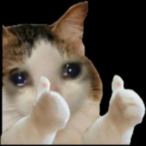 A close-up photo of a tabby kitten with watery eyes giving two thumbs up with its paws against a black background.