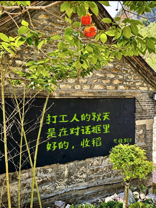 A brick wall with a black painted section displaying yellow Chinese text reading '打工人的秋天是在对话框里好的，'收稻'' alongside hanging persimmons and green foliage.