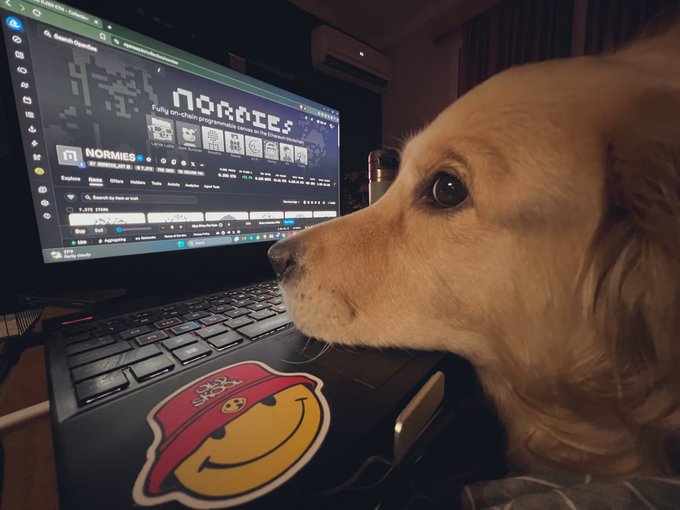 A golden retriever dog looks at a laptop screen displaying the website 'NORMIE$', with a smiley face sticker featuring a hat on the laptop.