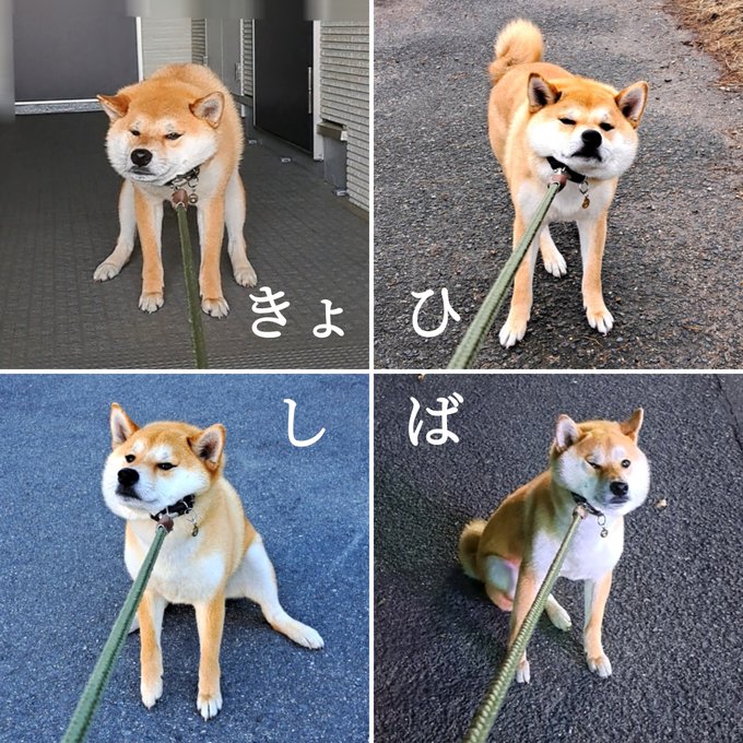 A four-panel collage shows a Shiba Inu at different stages of a walk, each with the same reluctant, sideways-glancing expression while wearing a leash. The Japanese text "きょひ" (kyohi) and "し ば" (shiba) spell out "Shiba refusal" (シバ拒否), humorously capturing the breed's famous stubborn, walk-averse attitude.