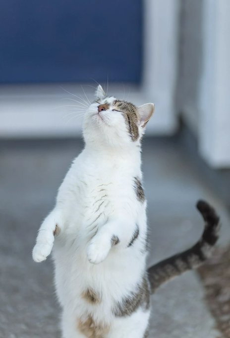A white and brown tabby cat standing on its hind legs with its nose pointed upward, eyes closed, in what appears to be a sniffing or reaching pose.