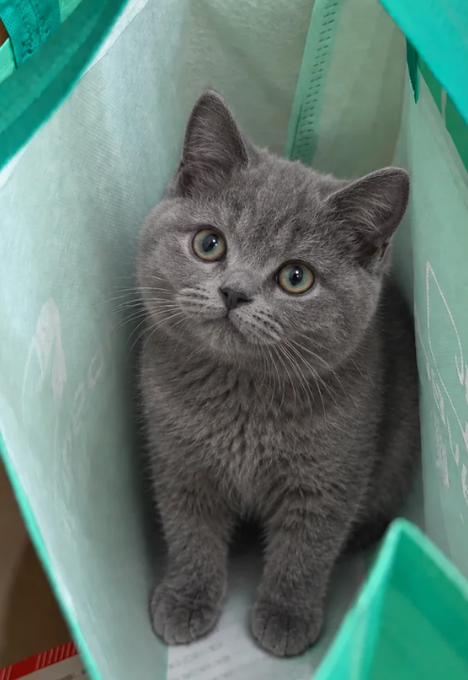 A gray kitten with bright eyes sits inside a teal fabric bag, looking directly at the camera.