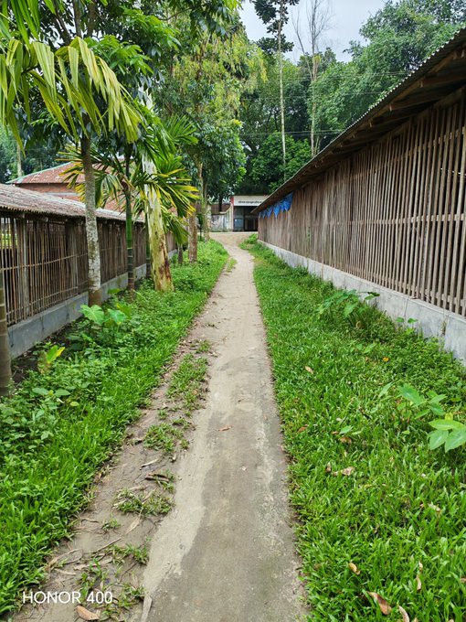 A photo taken on an Honor 400 phone showing a narrow concrete path running between bamboo-walled structures and lush green grass and banana trees in a rural village setting.