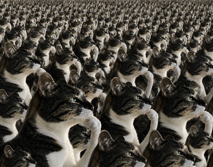 An infinite army of identical tabby cats stretches to the horizon, each gazing in the same direction—visually capturing the viral "billions will think" meme by showing overwhelming, mind-controlled conformity. The repetition of a single feline expression emphasizes the eerie, hypnotic nature of collective thought.