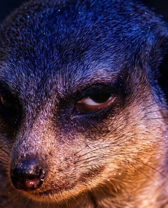 A close-up of a fox-like creature with piercing red eyes, bathed in moody blue and purple tones, conveys a sense of intensity and dominance—mirroring the post's claim that "$Nearkat is going to go down in history as one of those leaders" who set new market trends.