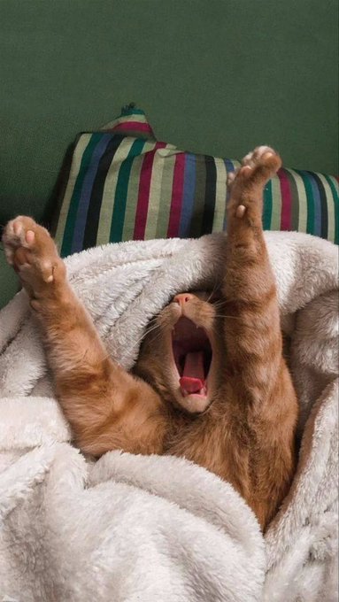 An adorable orange tabby kitten yawns widely while lying on its back with its paws stretched upward on a fluffy white blanket.