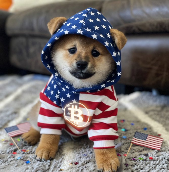 The image features a small brown dog wearing an American flag hoodie with a Bitcoin symbol on it, sitting on a gray carpeted floor. There are also two American flags placed nearby, adding to the patriotic theme of the scene. The dog appears to be posing for the photo and is looking directly at the camera.