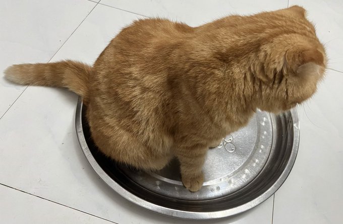 An orange tabby cat sits in a large metal bowl on a tiled floor, viewed from behind.