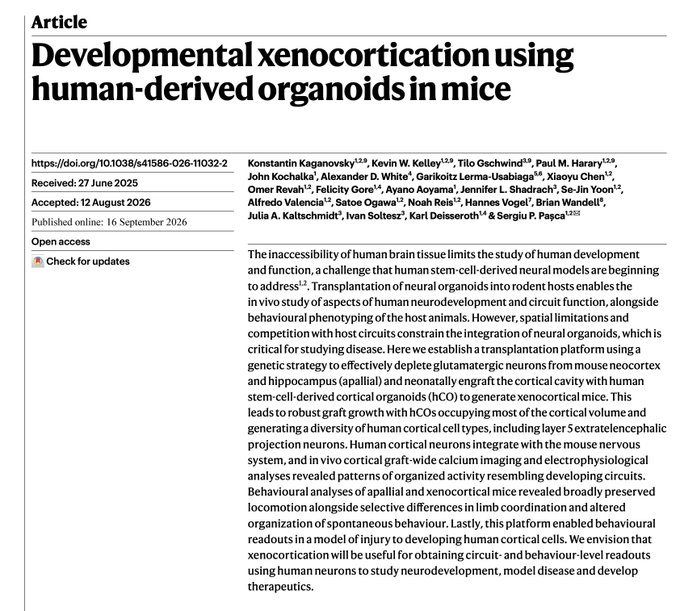 An academic article titled 'Developmental xenocortication using human-derived organoids in mice' published online on September 16, 2026, with authors including Konstantin Kaganovsky and Sergiu P. Pasca, discusses a transplantation platform for human stem-cell-derived cortical organoids in rodents.