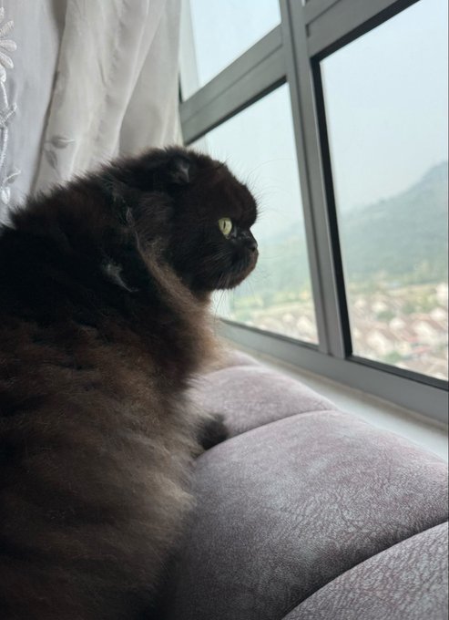 A black cat with green eyes sits on a gray couch, looking out a window at a hillside view.