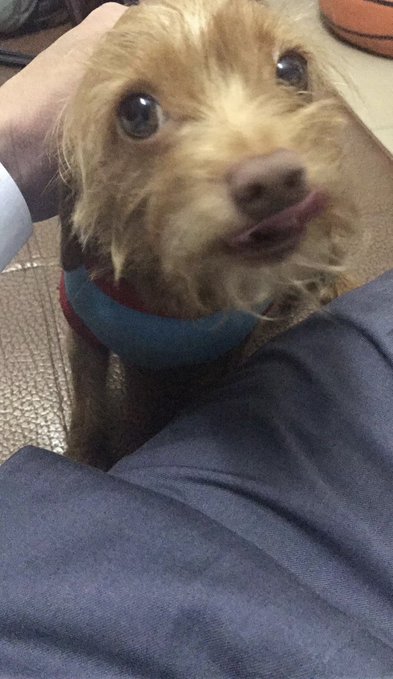 A small light brown dog with messy fur and a blue collar sits close to the camera, sticking out its tongue while resting near someone's lap in dark pants.