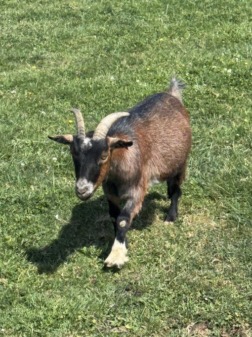 A small brown and black goat with short horns walking through a grassy field.