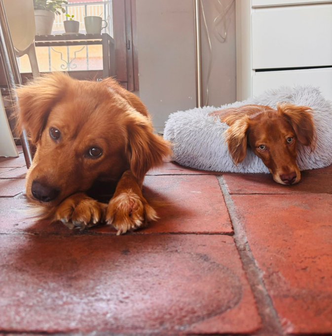 Two long-haired dachshund dogs on a red tile floor, one lying directly on the tiles and the other resting in a fluffy gray dog bed.